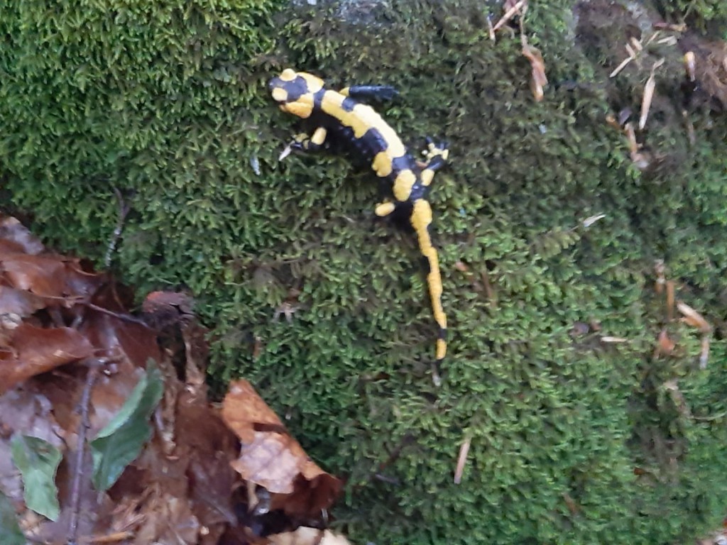 IMG-20220609-WA0017
